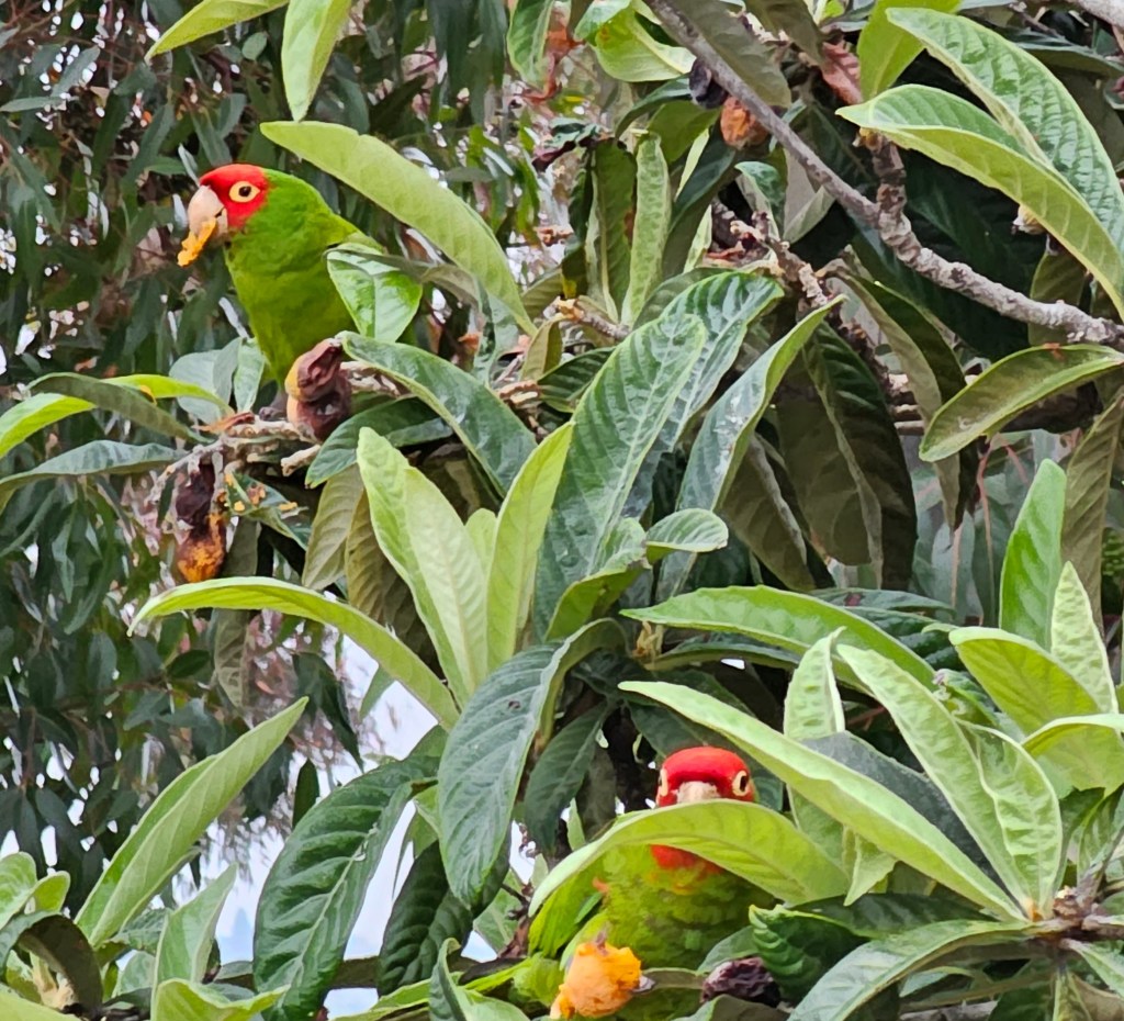 Two green parrots with red foreheads are perched among lush green leaves. One parrot is eating a fruit, while the other peeks out from behind the foliage.